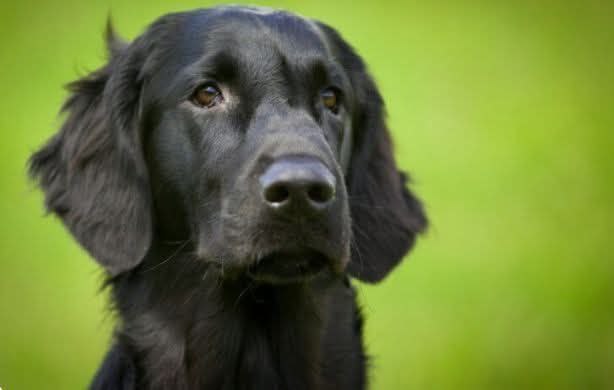«Negro», el perro callejero que dejó una lección humana. Sus heridas son las medallas recibidas de su vida callejera.