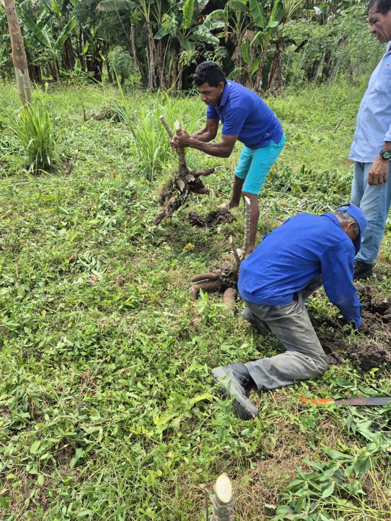 Arrancar una mata de yuca es fácil. Pero sembrarla y venderla no es tan fácil, como se cree.